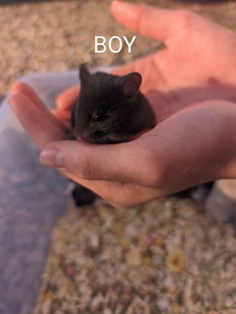 Image 18 of Friendly, baby Syrian hamsters