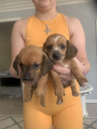 Image 6 of Minutiae dapple dachshund puppies