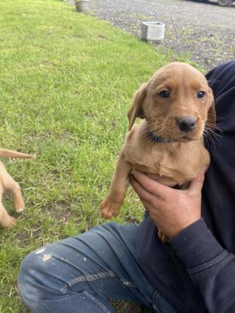 Image 7 of Fox Red Labrador puppies for sale