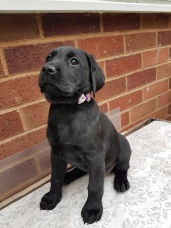 Image 13 of EXCELLENT KC Registered Labrador puppies