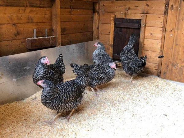 Image 70 of *POULTRY FOR SALE,EGGS,CHICKS,GROWERS,POL PULLETS*