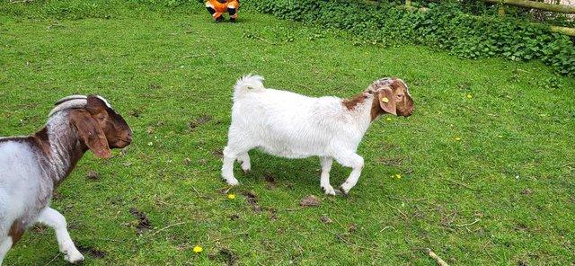 Image 3 of Beautiful Boer Goats Doelings Available