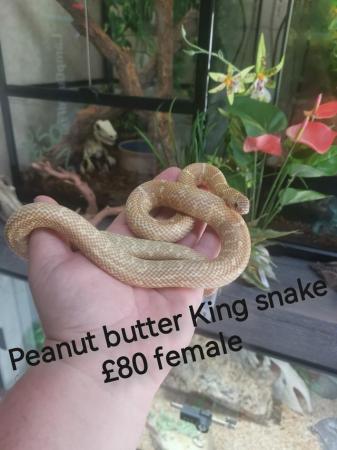 Image 6 of King and rat snakes available