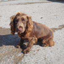 Image 4 of KC registered Cocker Spaniel puppies for sale