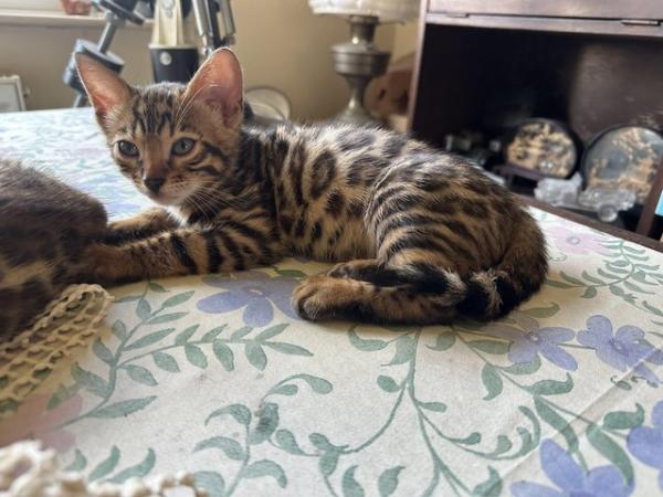 Image 26 of TICA registered bengal kittens for sale!??