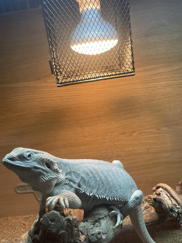 Preview of the first image of Bearded dragon Zero (silver) full setup included.