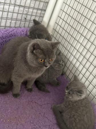 Image 8 of Pure British shorthair blue kittens , ready now