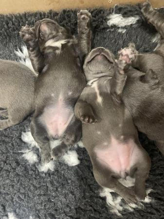 Image 7 of ***ALL SOLD*** - Stunning blue French bulldogs KC registered