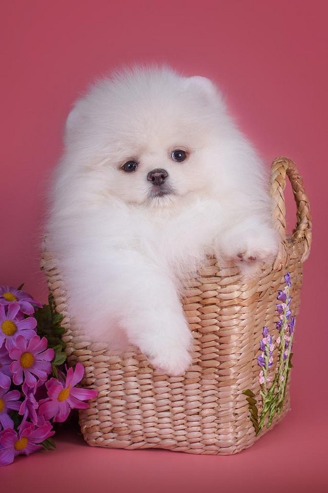 Preview of the first image of Looking for White pomeranian puppy.