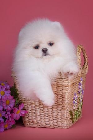 Image 1 of Looking for White pomeranian puppy