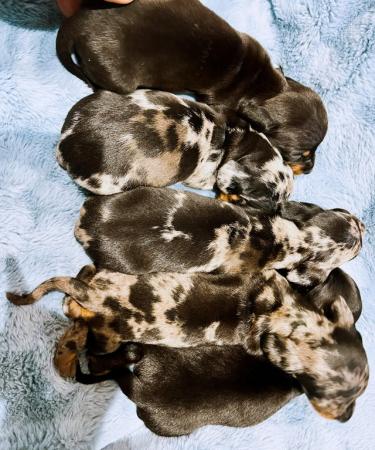 Image 2 of Mini dachshund puppies silver blue dapples black tan
