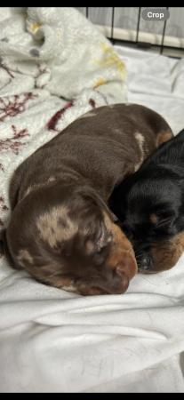 Image 7 of Stunning mini dacschund pups