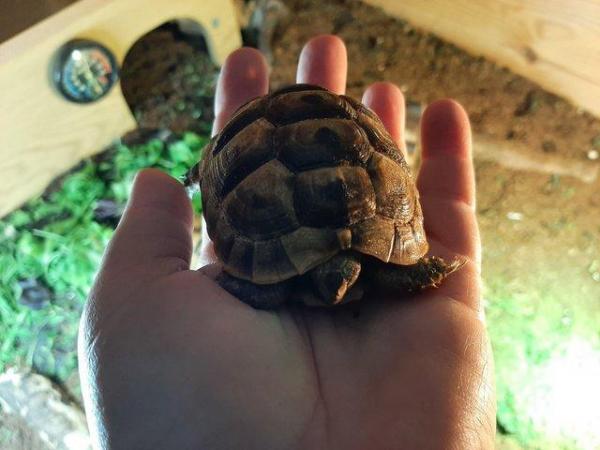 Image 8 of 1 year old Baby Spur Thigh Tortoises for sale