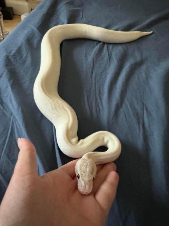 Image 3 of Ivory female royal python 2022
