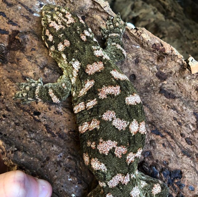 Preview of the first image of Nice Colour Yearling Female Leachianus gecko.
