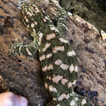 Image 1 of Nice Colour Yearling Female Leachianus gecko
