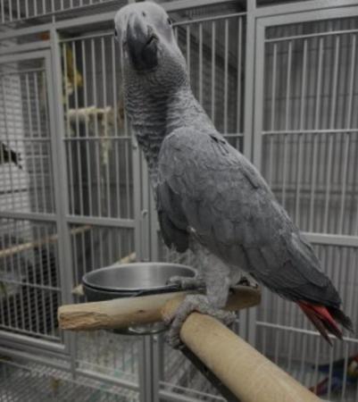 Image 5 of African grey talking parrot