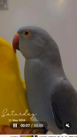 Image 5 of Beautiful tame Young Ringnecks parrot ??