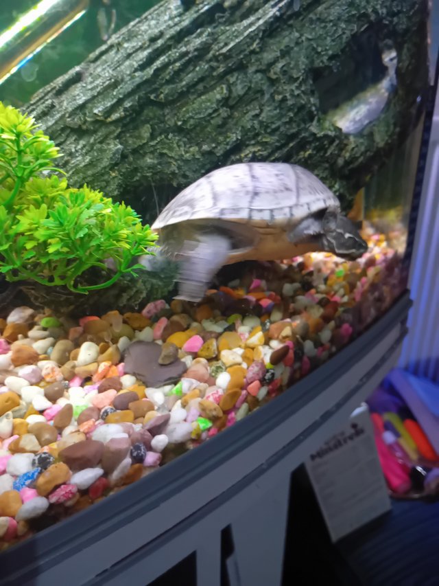 Preview of the first image of 2 turtles for sale free 1razor back turtle 1 musk turtle.
