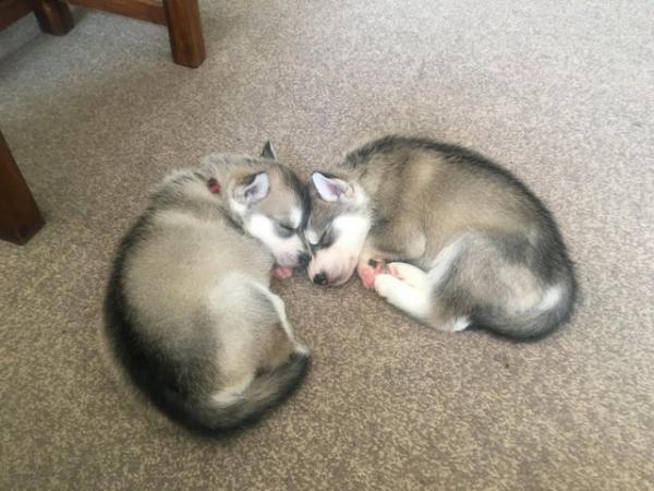 Image 20 of Gorgeous Siberian husky puppies for sale!