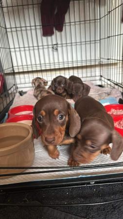 Image 5 of Mini dachshund chocolate pups