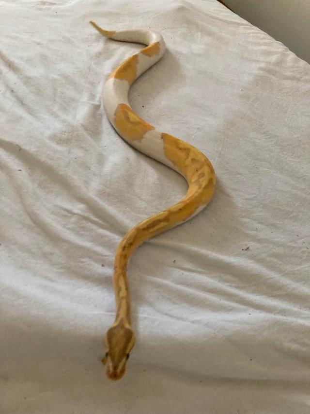 Preview of the first image of Female banana pied royal python.