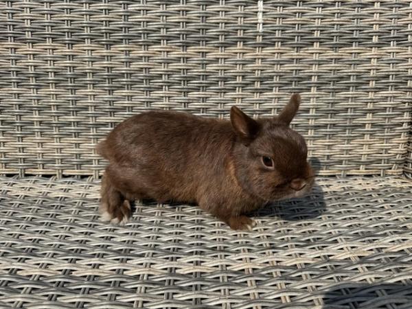 Image 2 of Gorgeous Netherland Dwarf Buck for sale