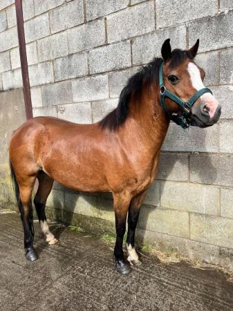 Image 32 of 10-13hh Lead Rein, Ridden Mare, Projects, Pets, Cobs, Welsh.