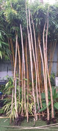 Image 5 of BAMBOO CANES, Home Produced London Grown
