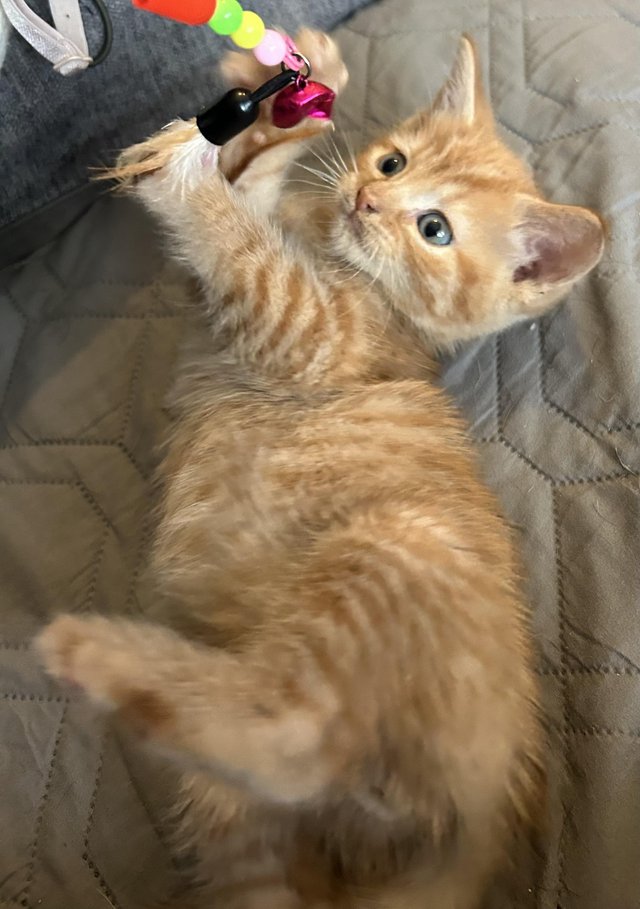 Preview of the first image of GINGER/ BLUE MALE KITTEN READY NOW.