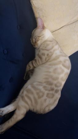 Image 5 of TICA registered snow lynx bengal