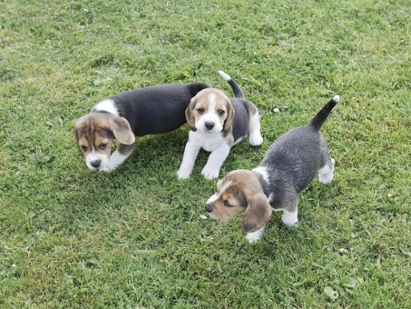 Image 11 of Beautiful Health Tested Beagle Puppies