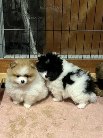 Image 7 of Three female Pomeranian puppies