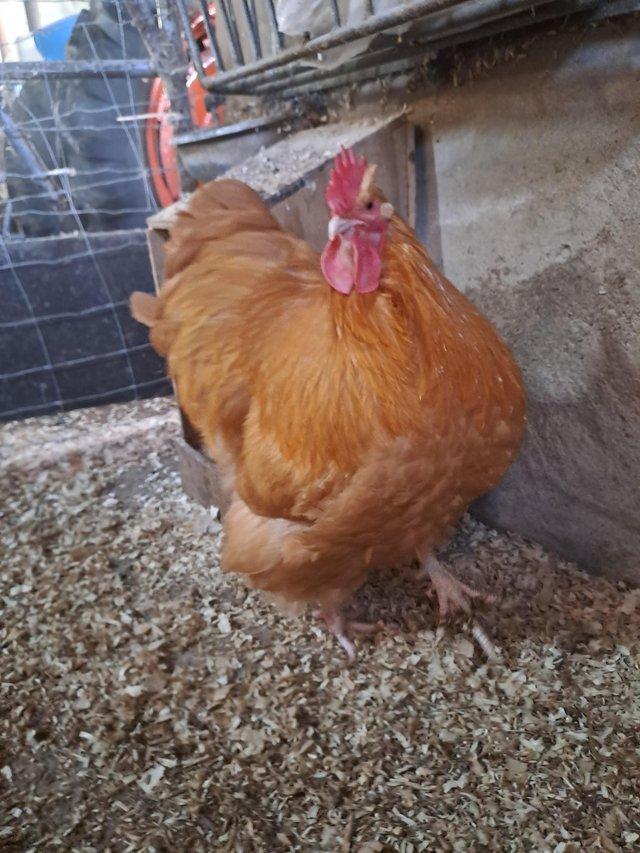 Preview of the first image of Buff Orpington hatching eggs.