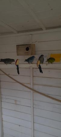 Image 1 of Wanted lineolated  parakeets for aviary