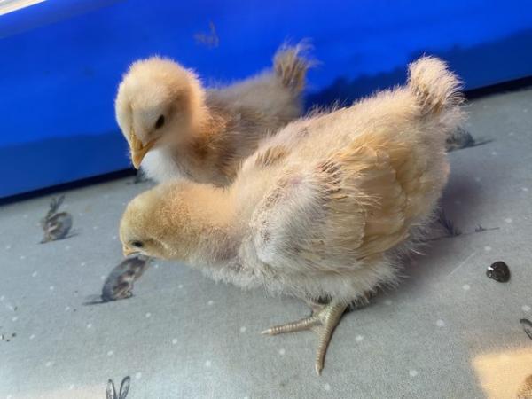 Image 2 of 2 week old buff Orpington chickens