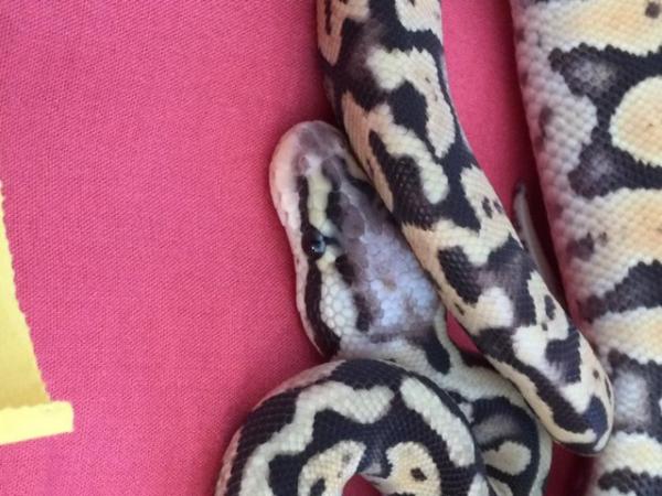 Image 5 of Male Super Pastel baby royal python