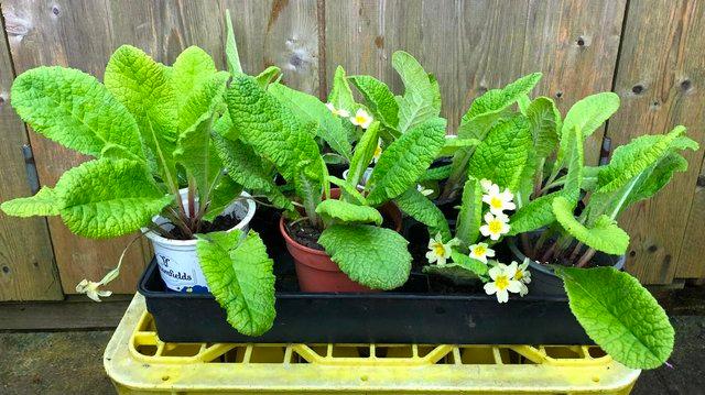 Image 1 of PERENNIAL PRIMROSE PLANTS,WELL ROOTED AND POTTED UP