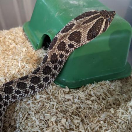 Image 2 of 2 year old female hognose snake