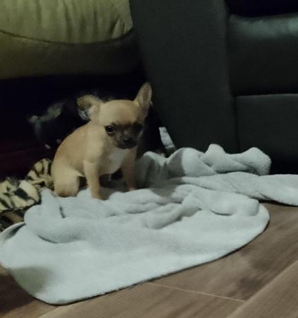 Image 5 of Last one Miniature smooth coat male pure bred chihuahua