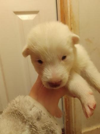 Image 3 of 7 gorgeous husky x alaskan puppies for sale
