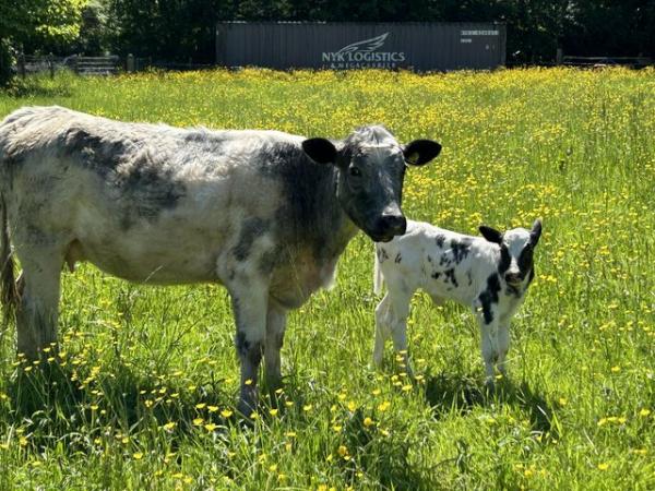 Image 2 of Young organic heifer with heifer calf at foot.