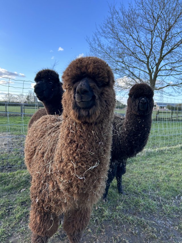 Preview of the first image of Two male alpaca cria for sale.