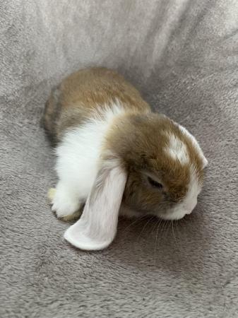 Image 5 of Mini lop bunnies 10 weeks old