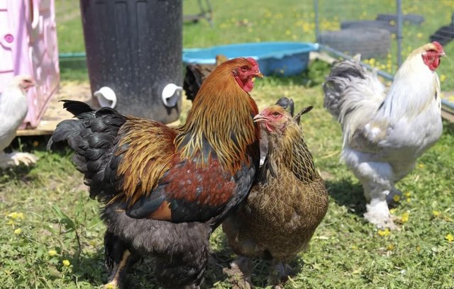 Image 3 of Gold partridge Brahma Group 6 hens 1 cockerel