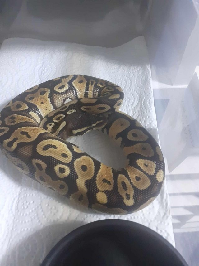 Preview of the first image of Pastel male royal python.