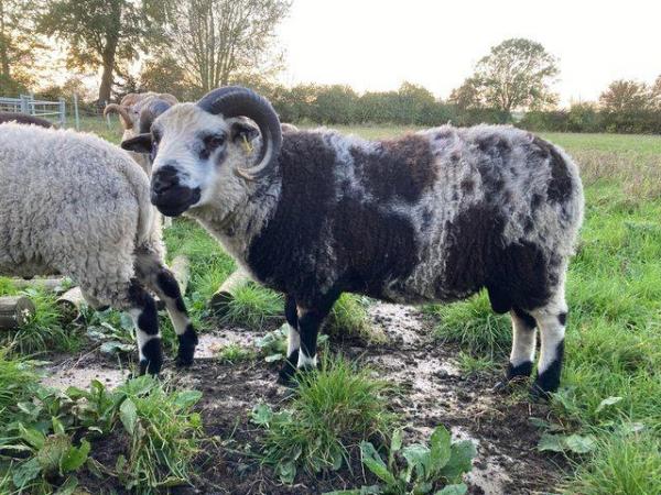 Image 4 of Shetland sheep mature rams for sale.