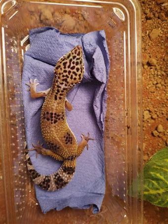 Preview of the first image of Leopard Geckos for sale (optional setups).