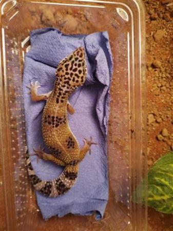 Image 1 of Leopard Geckos for sale (optional setups)