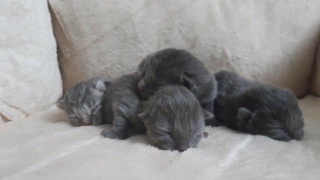 Image 3 of Silver tabby female still available